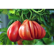 Купить редкие коллекционные сорта томатов семена